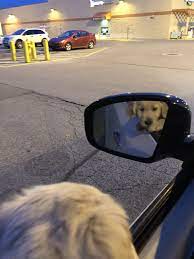 Hey Do You See That Dog Staring Right At Me Who Does He Think He Is Golden Retriever Car Mirror Stare