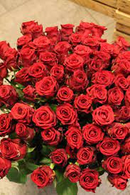 Rote rosen sind dank ihrer üppigen schönheit seit langem ein symbol des valentinstags. Binden Sie Einen Strauss Rosen Zum Valentinstag Valentinstag Binden Einen Rosen Sie Strauss Valentins Rosenstrauss Rosen Zum Valentinstag Strauss Rosen