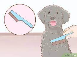 How To Grow Dog Hair Back 10 Steps With Pictures Wikihow Pet