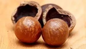 Image result for Macadamia aff. integrifolia