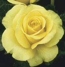 Bareroot grafted item # 45489. St Patrick Hybrid Tea Rose Hybrid Tea Roses Edmunds Roses Hybrid Tea Roses Tea Roses Colorful Flower Pot