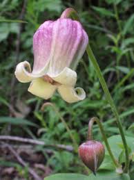 Blooming profusely over a very long season, blue jasmine has a handsome. Clematis Viorna Vasevine Native Plants Of North America
