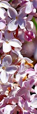 Lilac Flower Theme Lilac Flowers Flower Boutique Lilac
