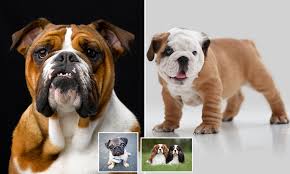 Our english bulldog puppies are located in los angeles. Dutch Kennel Club Becomes First To Ban British Bulldog Daily Mail Online