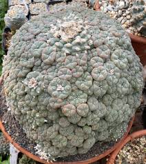 Image result for Loxodera caespitosa