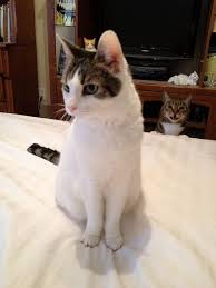 the i m almost certainly going to attack you after this 子猫 可愛すぎる動物 ペット