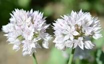 Shop Allium, Amplectens Graceful Beauty and other Seeds at ...
