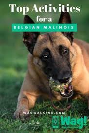 Top Activities For A Belgian Malinois Wag Belgian Malinois Dog Belgian Malinois Puppies Malinois