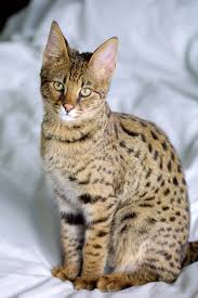 People have giant cats living in their houses and oh my goodness. Savannah Cat Wikipedia
