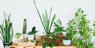 Small flowers to grow indoors. 21 Small Indoor Houseplants 2021 Small Plants That Won T Take Up Space