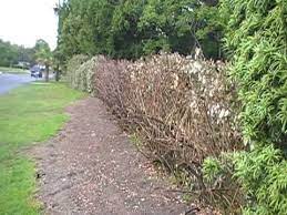 Check spelling or type a new query. Hedge 4may2010 Cut Back 002 Mod Youtube