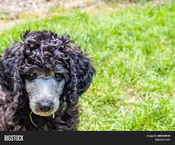 Pin by kimberly campoli on my labradoodle, sophie dog from www.pinterest.com. Standard Poodle Puppy Image Photo Free Trial Bigstock