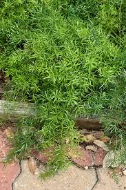 Image result for Asparagus schroederi