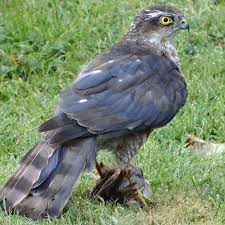 Make your yard more inviting by planting twiggy shrubs and small trees for cover. Protect Backyard Birds From Hawks