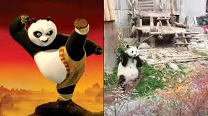 Aksi Panda Seperti Dalam Film Kungfu Panda Ini Benar Benar Ada Amazing Hot Liputan6 Com Kung fu panda is a media franchise by dreamworks animation, consisting of three films:
