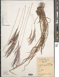 Image result for Digitaria diagonalis