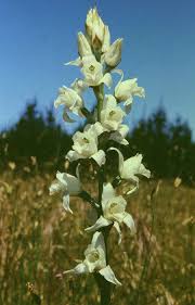 Image result for Holothrix pleistodactyla