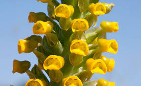 Image result for Corycium