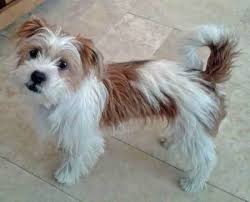 Jack Russell And Shih Tzu Mix Puppies Deals 59 Off Www Hcb Cat