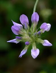 Image result for Psoralea arborea