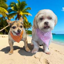 Second Chance Dog Grooming