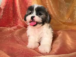 The shih tzu and the bichon frise actually look similar in their appearance. Shih Tzu Bichon Puppies For Sale Shih Tzu Bichon Breeder In Iowa