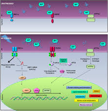Structural And Functional Significance Of The Endoplasmic Reticulum Unfolded Protein Response Transducers And Chaperones At The Mitochondria Er Contacts A Cancer Perspective Abstract Europe Pmc