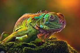 Arsitektur, kebutuhan, dan rancangan perangkat lunak terbaik muncul dari tim yang dapat mengorganisir diri sendiri. Cara Beradaptasi Hewan Dengan Lingkungannya Terlengkap Weschool Id