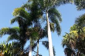 Palm trees are a species for intermediate gardeners, as these trees can be somewhat sensitive to transplanting and weather conditions. 13 Classic Palm Trees Hgtv