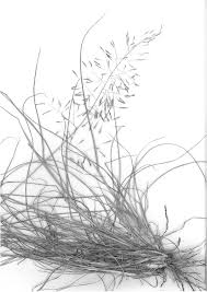 Image result for Eragrostis cylindriflora