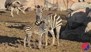 Anasinin Kuzusu Zebra Dogal Hayvanlar