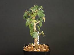 Image result for Commiphora pteleifolia