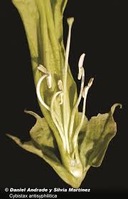 Image result for Cybistax antisyphilitica