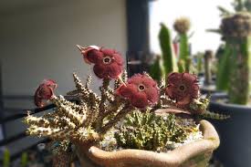 We did not find results for: Edithcolea Recherche Sur Twitter