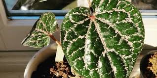 Sirih jenis yang ini sangat mudah sekali ditemukan. 11 Manfaat Daun Sirih Merah Untuk Kesehatan Bisa Jadi Antiseptik Alami Kapanlagi Com