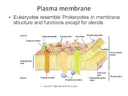 We offer a wide range of high quality human and animal cell and media systems. Structure And Organization Of Eukaryotic Cell Plasma Membrane