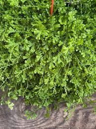 Image result for Selaginella kivuensis