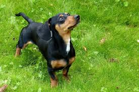 It's also acceptable to write it dot.com. Dachshund Temperament Personality Canna Pet