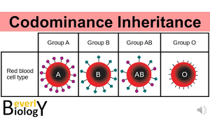 The inheritance of alleles, which are not completely dominant or recessive, gives rise to the two concepts called codominance and incomplete dominance. Codominance Genetic Inheritance Story Based Youtube