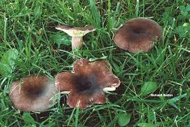Image result for Russula mariae