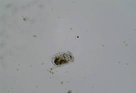 Image result for Erythrococca polyandra