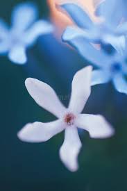 Image result for Pentanisia