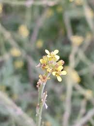 Image result for Sisymbrium burchellii