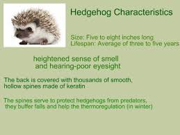 Six Things You Should Know About Hedgehogs Plus Much More Hedgehog Body Drawing African Hedgehog