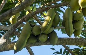 Lightly cover the seeds with more potting soil—no more than 1 inch in depth. Real World Gardener Black Bean Tree In Plant Of The Week
