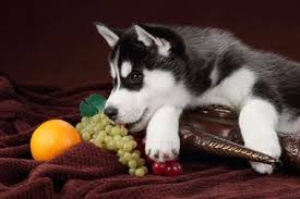 The amount of grapes or raisins eaten may not have any bearing on how much harm is caused to your pet. Eating Just One Grape Could Damage Your Dog S Kidneys Vets Warn Wicker Park Chicago Dnainfo
