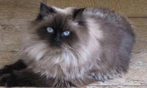 Plus upload and share your own himalayan kittens gallery pics plus read other people's opinions. 4 Things To Know About Himalayan Cats Prettylitter Prettylitter