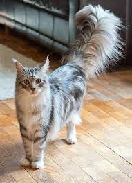 Learn the four places your cat actually protect your cat with pet insurance! The Tail Animals Cats Pretty Cats