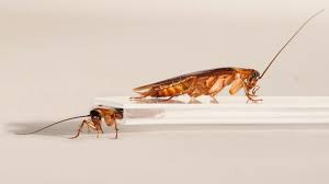 2015 skin traffik anna peel. Why Is It So Hard To Squash A Cockroach Science Aaas