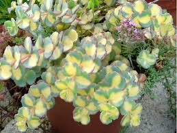 Image Detail For File Sedum Sieboldii Mediovariegatum 2 Jpg Wikimedia Commons Suculentas Cactos E Suculentas Plantas Suculentas
